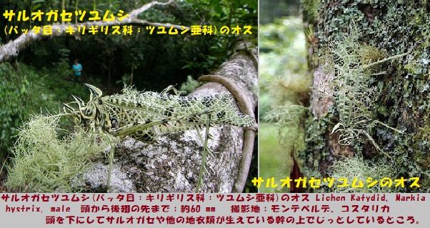サルオガセ-1