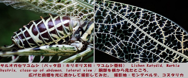 サルオガセ-3