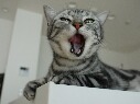 もきち