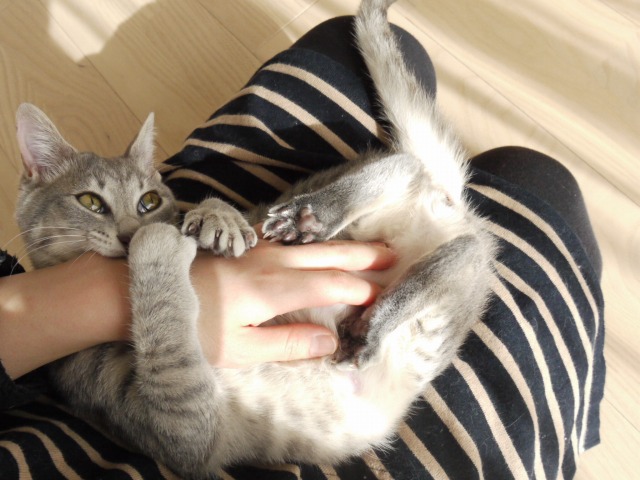 甘えん坊たまこ