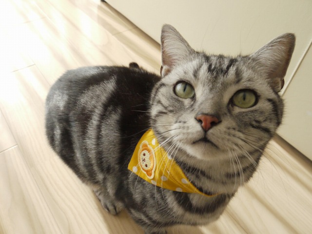 ぼくは引きこもります