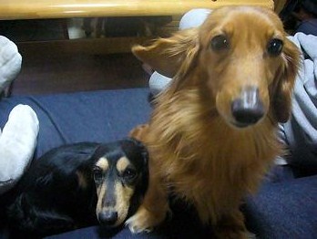 けん♪ はな♪
