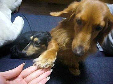 お手 (^O^)/