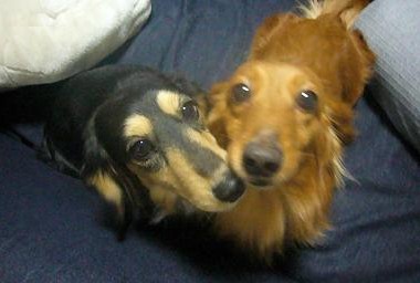 けん♪ はな♪