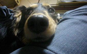 はなちゃんのはな (^O^)/
