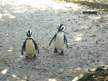 ペンギンさん (^o^)丿