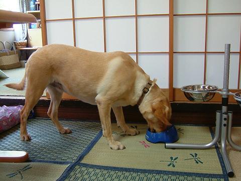アールちゃんの床からの食餌