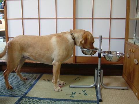 アールちゃんのわん卓からの食餌