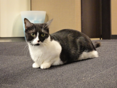 しろくろねこ