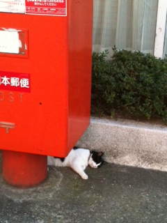 にゃんこ1.JPG