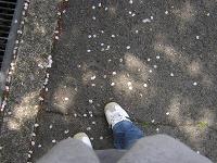 ウォーキングとお知らせを少し　2007/4/20