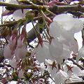 ハッピー&ユーモア　2008/4/5