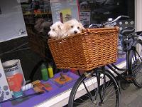 お店からのお知らせです。　2010/3/15