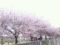 春の香り　2011/4/18