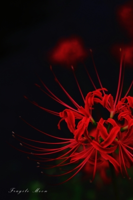 彼岸花a