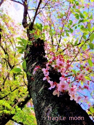 境川葉桜