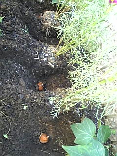 チューリップを植える