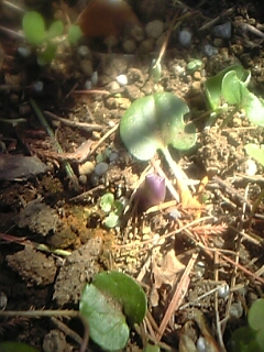 ホスタ・パトリオットの芽