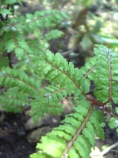 サンショウ
