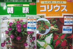 つばめアサガオとコリウスの種