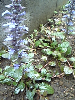 セイヨウジュウニヒトエ(西洋十二単)の花