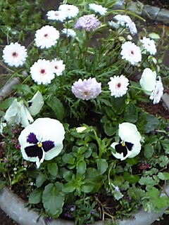 寄せ植え丸鉢
