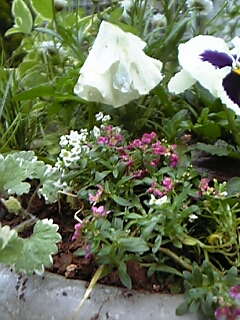 寄せ植え丸鉢1
