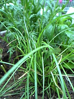 寄せ植え丸鉢2