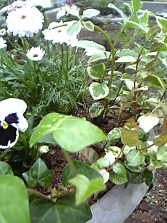 寄せ植え丸鉢3