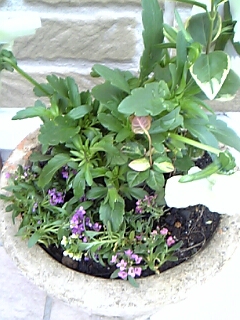 寄せ植え玄関用