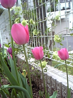 チューリップの花