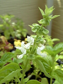 バジルの花