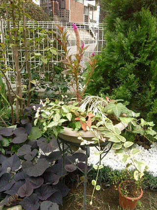 寄せ植え丸鉢
