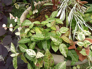 寄せ植え