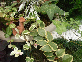 寄せ植え