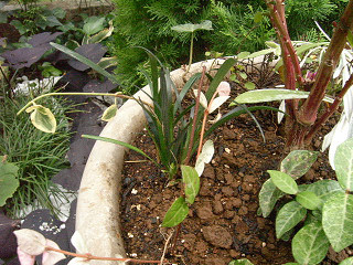 寄せ植え