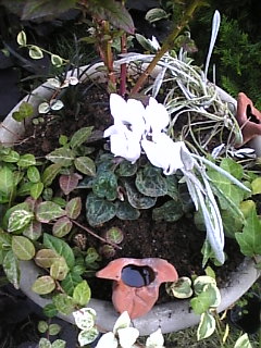 寄せ植え丸鉢