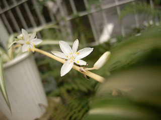 オリヅルランの花
