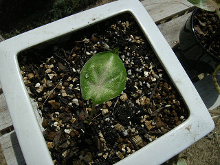 植え替えたカラジウム
