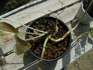 植え替えしたポトス