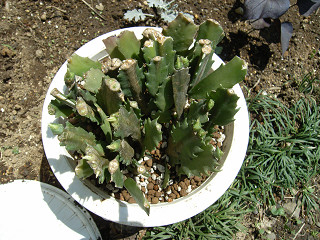 植え替え後のシャコバサボテン