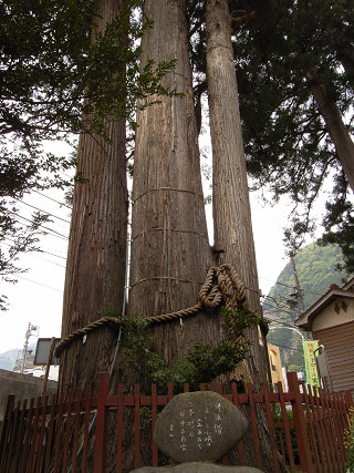 奥氷川神社の三本杉