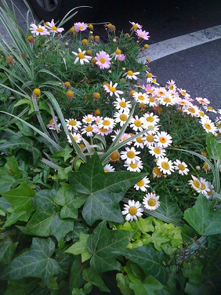 渋谷の植物