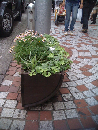 渋谷の植物