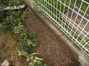 チューリップを植え付ける