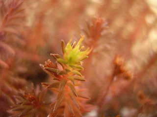 セダムの花