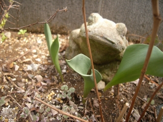 チューリップの芽