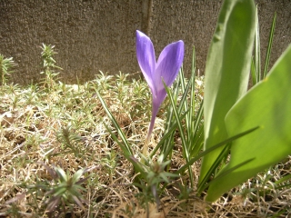 クロッカスの花