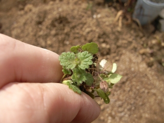 雑草