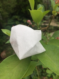不織布で包んだブルーベリーの実
